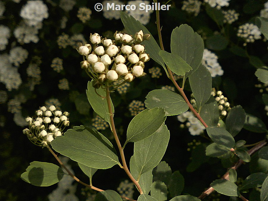 Spiraea x vanhouttei / Spirea di Van Houtte